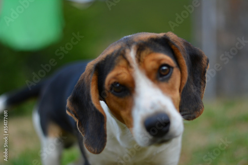 Curious beagle in the village