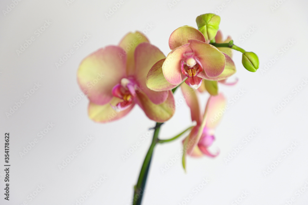 Fototapeta premium orchid on white background. Close-up of a blooming orchid bud. selective focus. Phalaenopsis orchid. 