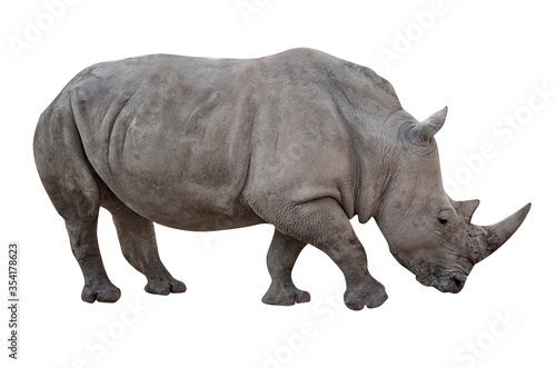 Rhino cut out and isolated on white background. Side profile view image
