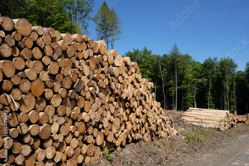 Frisch geschnitte Baumstämme gestapelt in abgeholztem Waldgebiet im Westerwald in Rheinland-Pfalz Anfang 2020 - Stockfoto