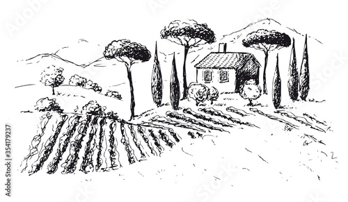 Vine plantation landscape. Hand drawn vector illustration.