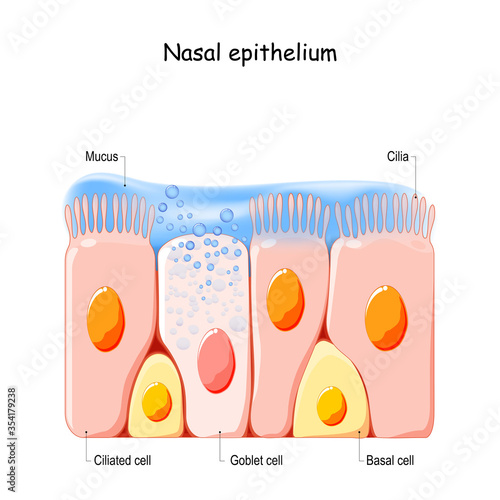 Fotografia Nasal mucosa cells