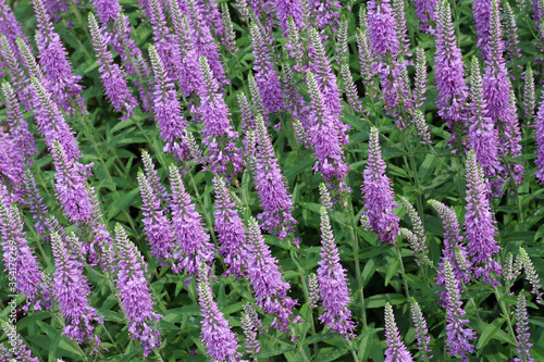 A Field of Purple Flowers