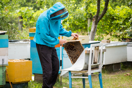 beekeeper shakes bees with frame with single brush to transfer to nucleus box. Artificial insemination of queen bee. Withdrawal of breeding queen bee in beekeeping on nucleus hive apiary. photo