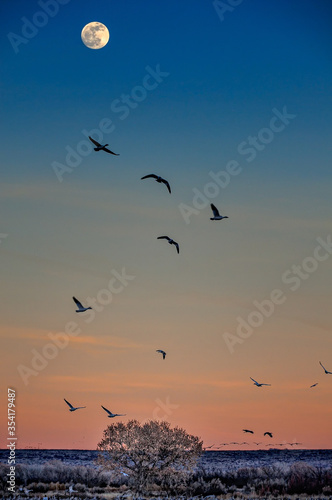 Snow Geese Flying with Moon at Sunset