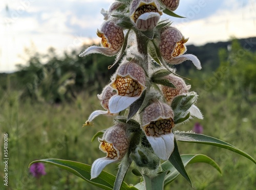 Wildflower,Digitalis lanata in Greeks mountains