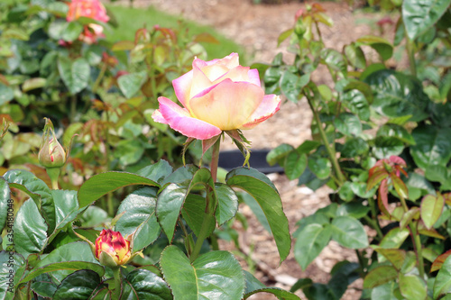 Blooming Pink and Yellow Rose Bush