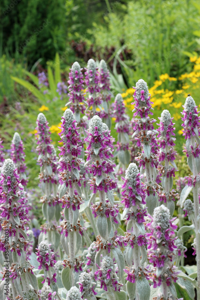 Lambs Ear Blooming in the Garden Lambs Ear Blooming in the Garden