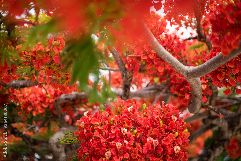 Professional close up portrait of flamboyant tree in Mexico - obrazy, fototapety, plakaty 