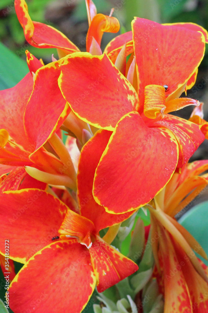 Petals of an Orange Flower