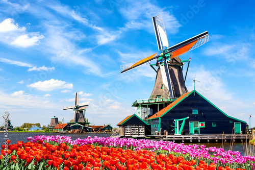 Typical iconic landscape in the Netherlands, Europe. Traditional old dutch windmills with house, blue sky near river with tulips flowers flowerbed in the Zaanse Schans village, Netherlands.