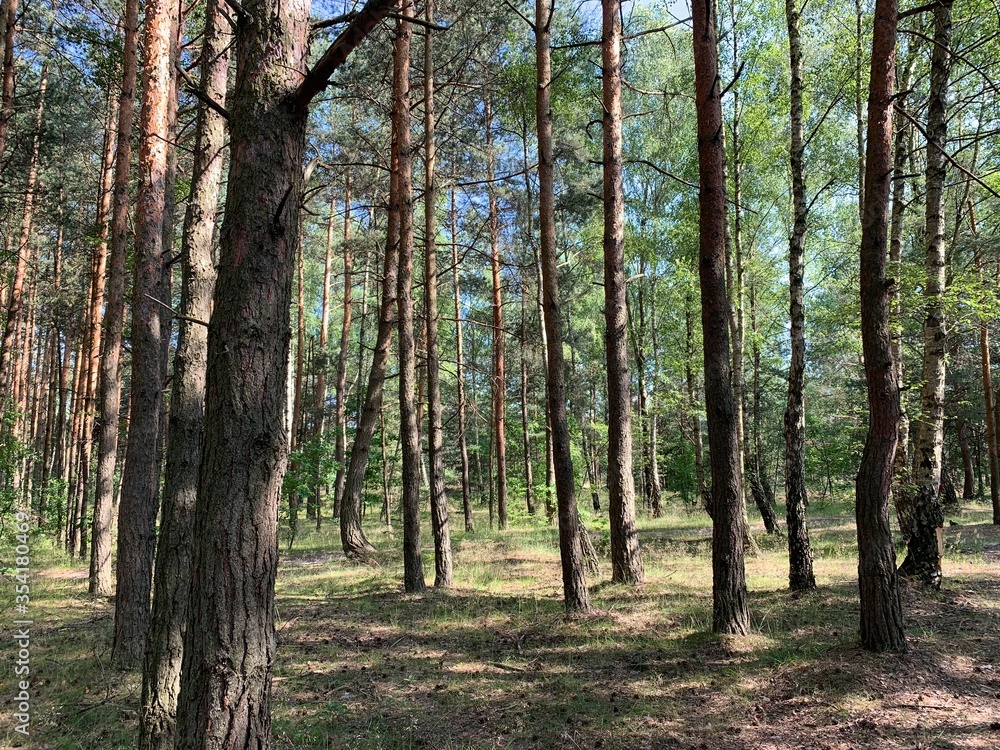 trees in the forest trees in the forest