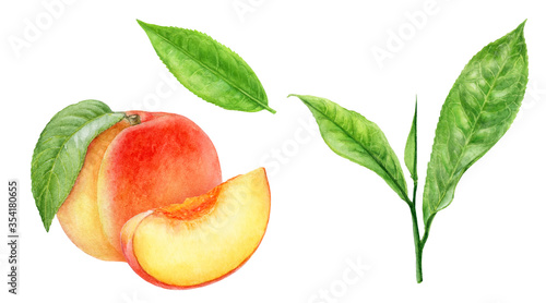 Tea leaves peach fruit watercolor illustration isolated on white background