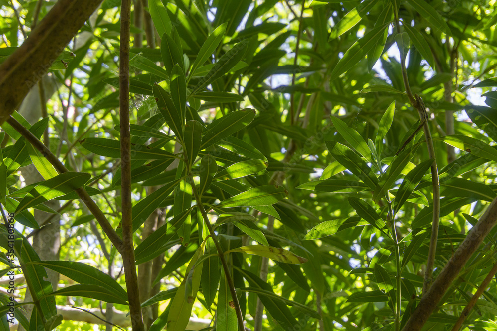 Natural background. Mass of green leaves, tropical plants, bushes and trees.