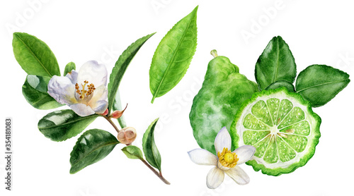 Tea leaves bergamot watercolor illustration isolated on white background photo