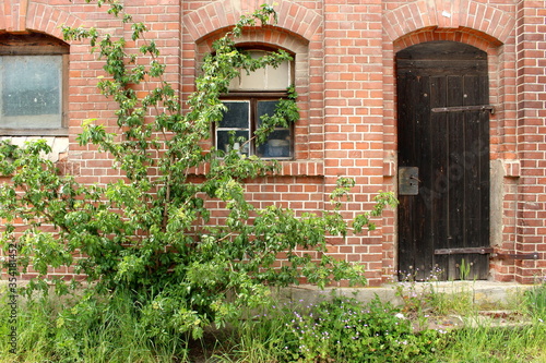 old house unused overgrown green