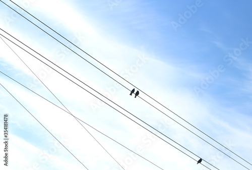 Bird meeting on the power line