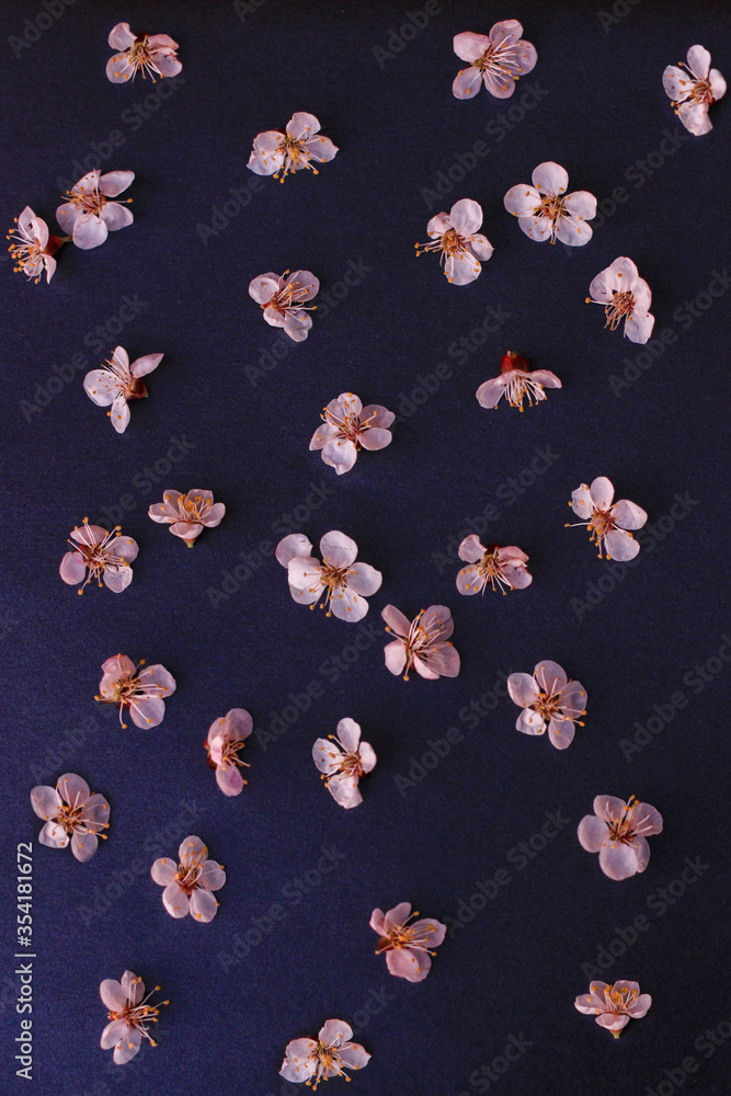 abstract background spring composition black background and sakura flowers
