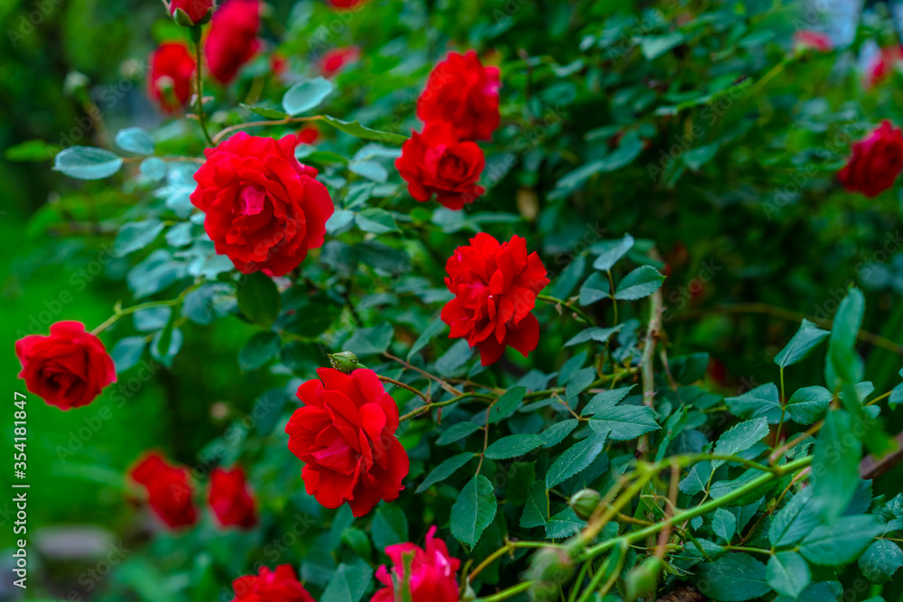 Blooming rose bush with green leaves