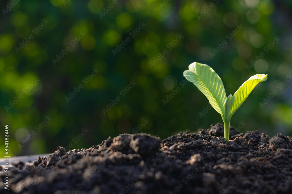 Fototapeta premium Growing plant,Young plant in the morning light on ground background, New life concept.Small plants on the ground in spring.fresh,seed,Photo fresh and Agriculture concept idea.