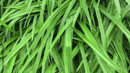 Long green grass with raindrops. Background. Close up