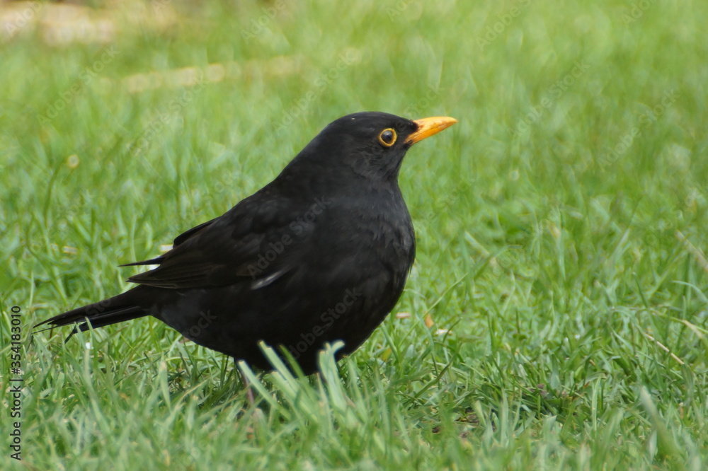 Männliche Amsel im Garten Männliche Amsel im Garten