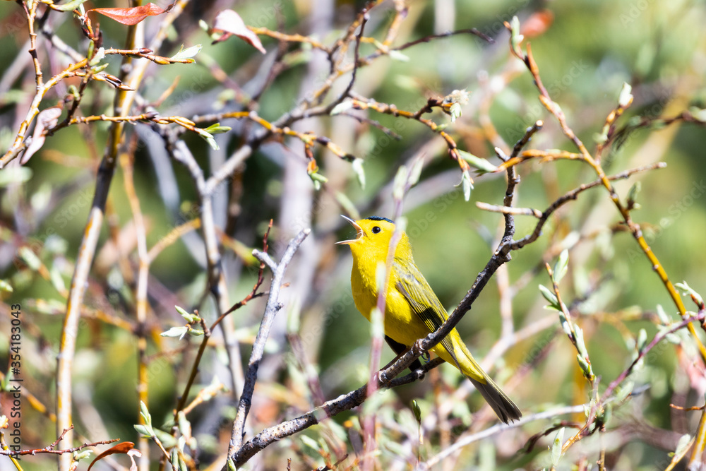 Wilson's Warbler at a Colorado Beaver Pond Wilson's Warbler at a Colorado Beaver Pond
