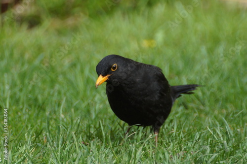Männliche Amsel im Garten