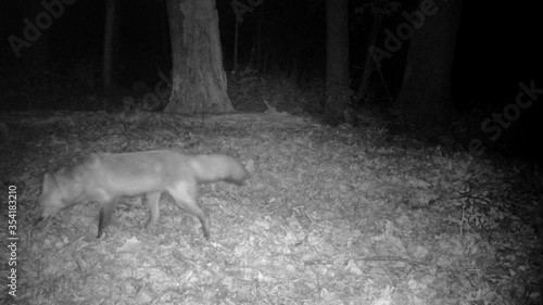 wild red fox looking for food at night