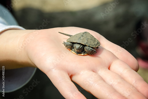 turtle in hand