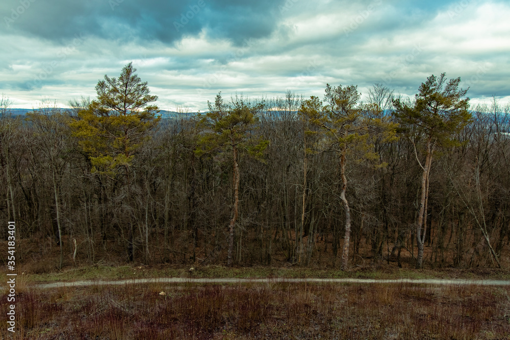 Obraz premium moody depressive mystic forest landscape background scenic view in brown and gray colors with lonely narrow trail along trees and cloudy gray dramatic sky