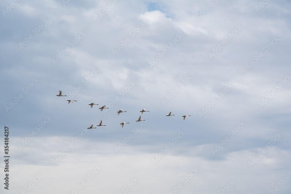 A flock of trumpeter swans flying above on their migration to Alaska, The Bering Sea for the summer. A flock of trumpeter swans flying above on their migration to Alaska, The Bering Sea for the summer.