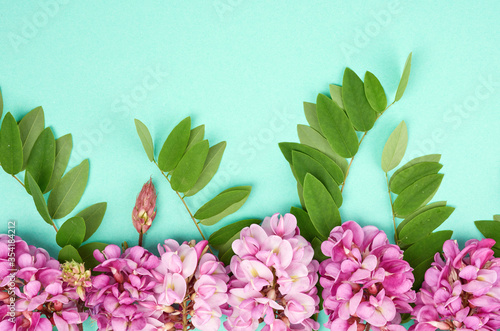 flowering branch Robinia neomexicana with pink flowers, green leaf photo
