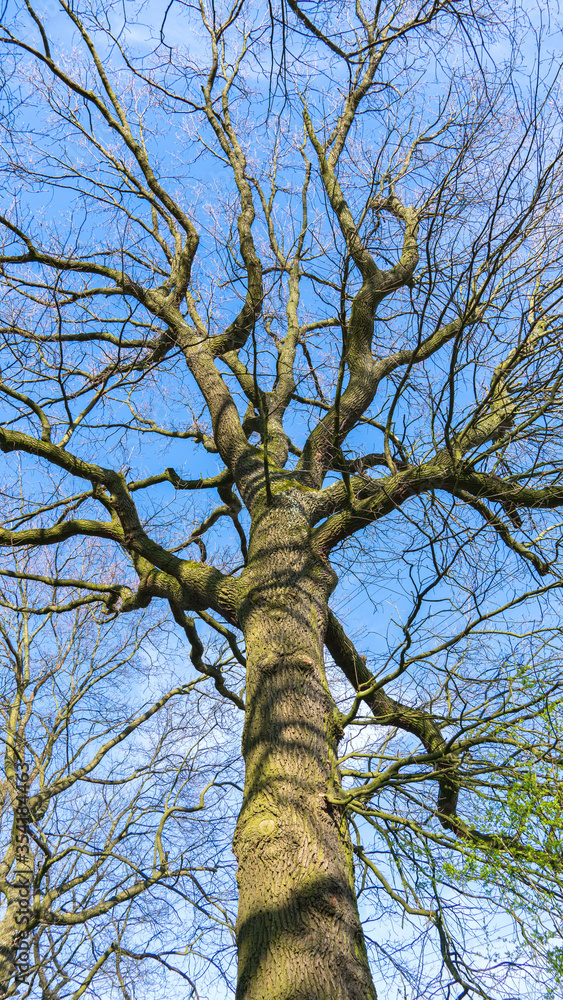 Fototapeta premium Baum