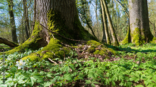 Baum und Wald