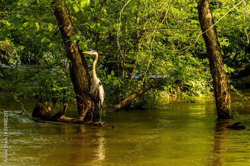 A Heron Stands on a Log Fishing During Spring Floods.
