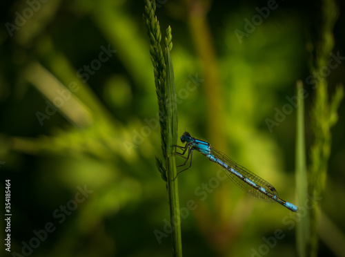 Libelle Blau auf Gras 2