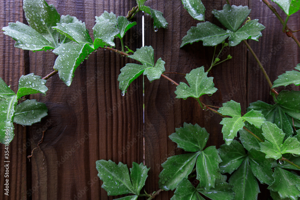 mint leaves on wooden background mint leaves on wooden background