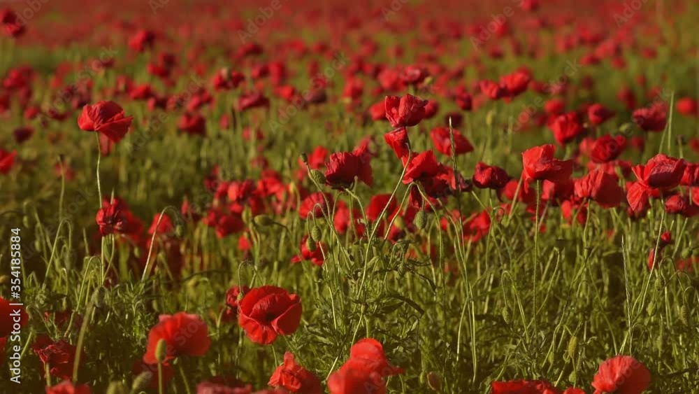 The poppy field in the sunset light sways in the wind The poppy field in the sunset light sways in the wind