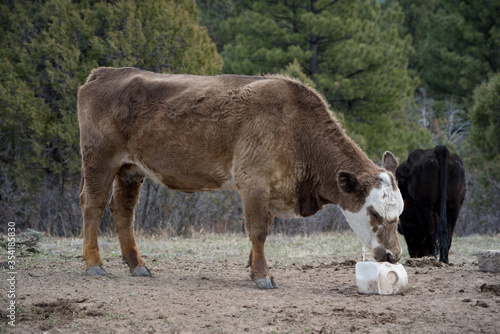A free-range cow licks a white salt block.