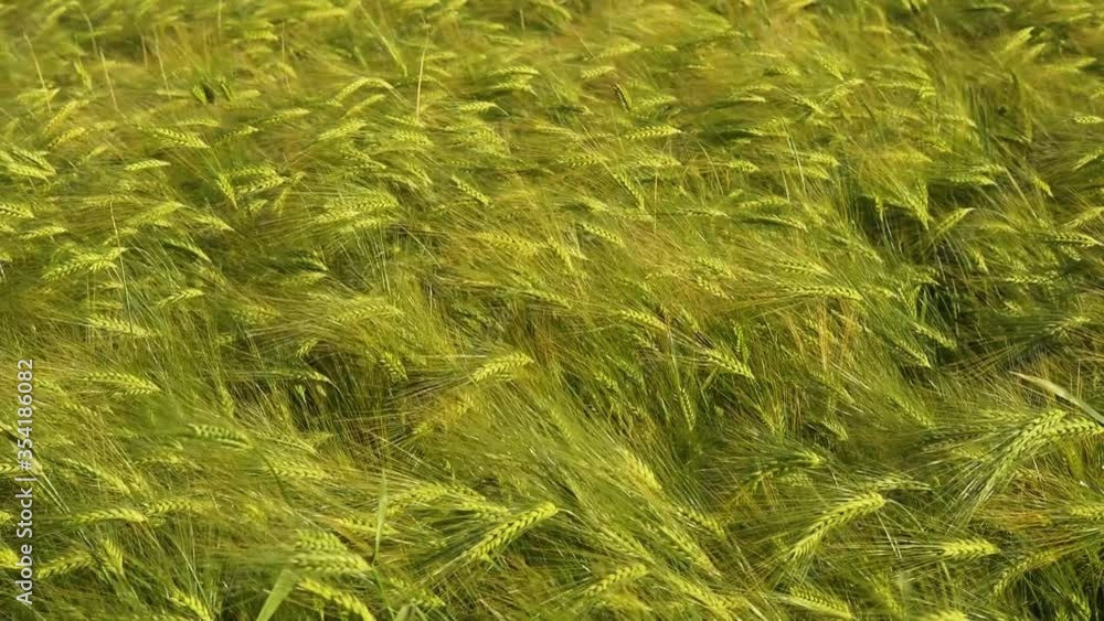 green wheat swaying in the wind, green grain field in the light of the setting sun green wheat swaying in the wind, green grain field in the light of the setting sun