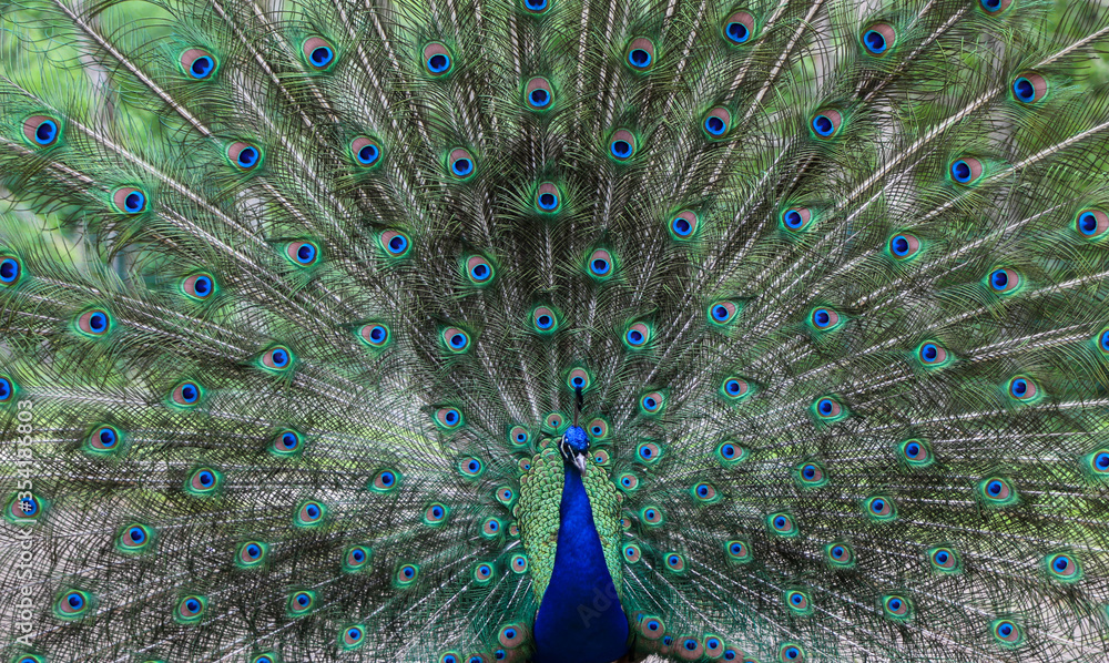 Obraz premium Peacock displaying vibrant plumage