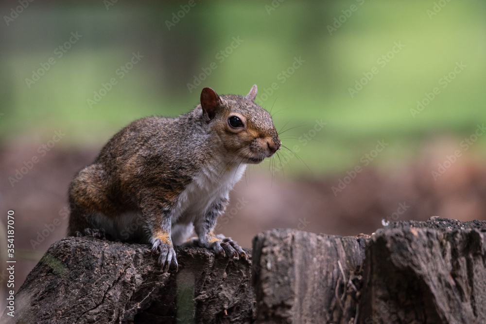 Free gray squirrel in a city park Free gray squirrel in a city park