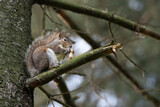Gray squirrel eats a peanut perched on a tree branch