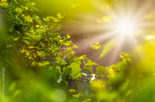 green leaves and sunlight
