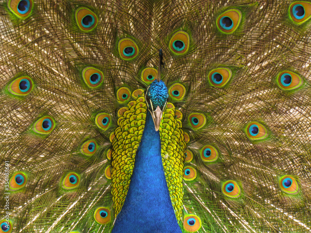 Obraz premium close up of peacock