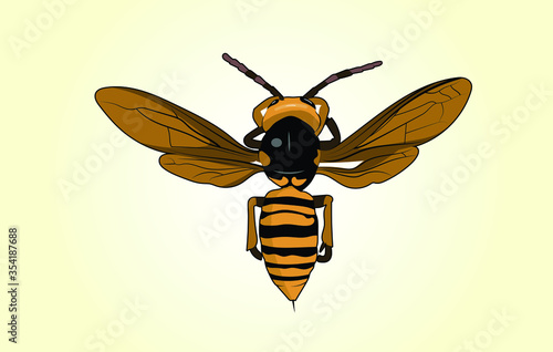 Asian Giant Hornet Vector Graphic - Top View