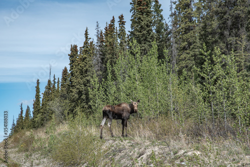 Large moose standing by the side of  road highway in northern British Columbia  Yukon Territory in spring time with woods  forest and blue sky. 
