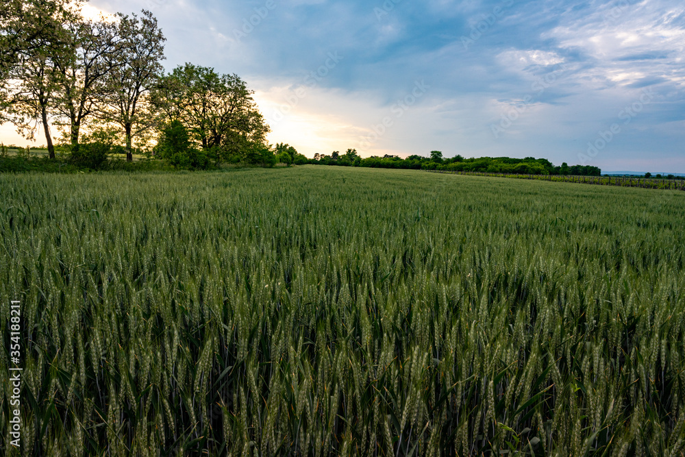 Green wheat field in Europe, Hungary at the end of May Green wheat field in Europe, Hungary at the end of May