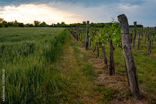 Vineyard in Hungary, Europe in May, a summer afternoon